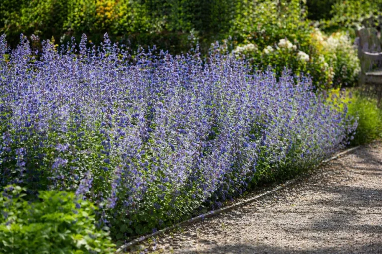 Kerti macskamenta (Nepeta faassenii)