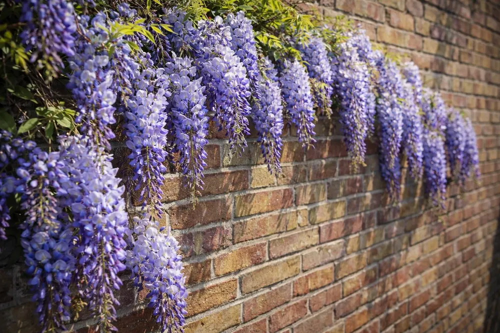 Kínai lilaakác gondozása, szaporítása (Wisteria sinensis)
