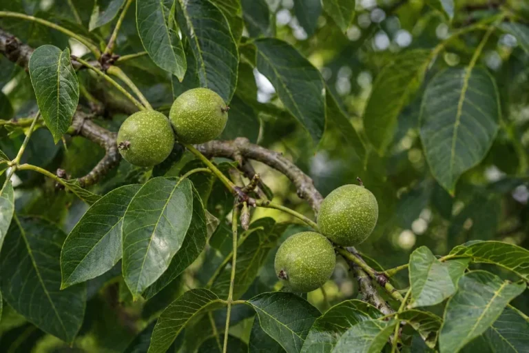 Közönséges Dió (Juglans regia)