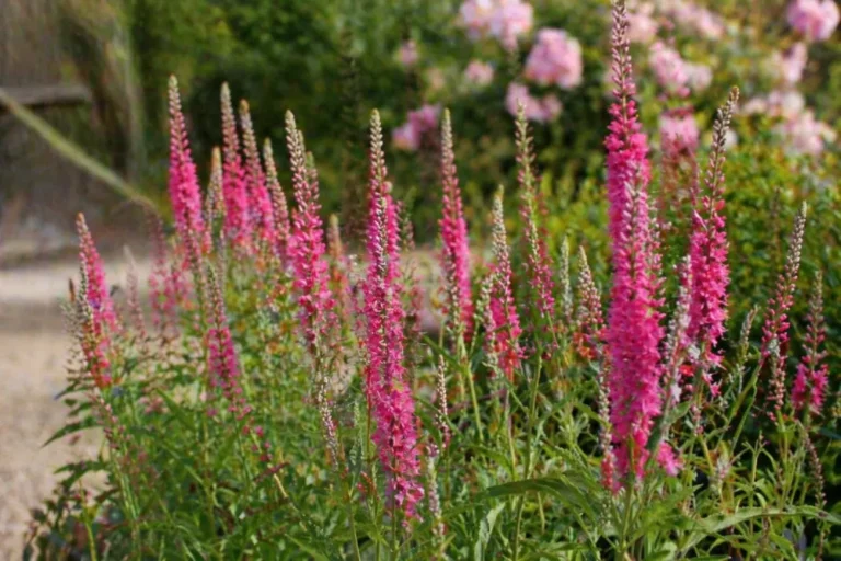 Macskafarkú Veronika (Veronica spicata)