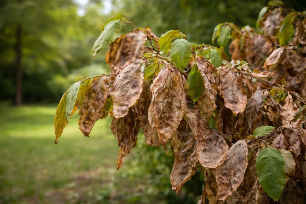 Mi baja a növényednek? – Gyors diagnózis és túlélési útmutató