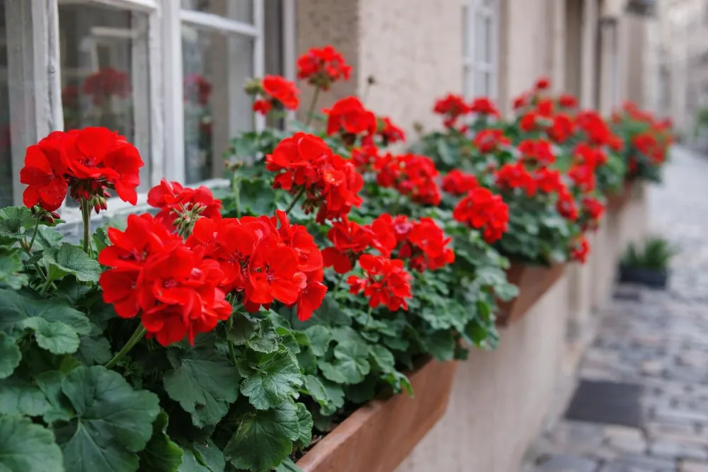 Muskátli gondozása (Pelargonium hortorum)