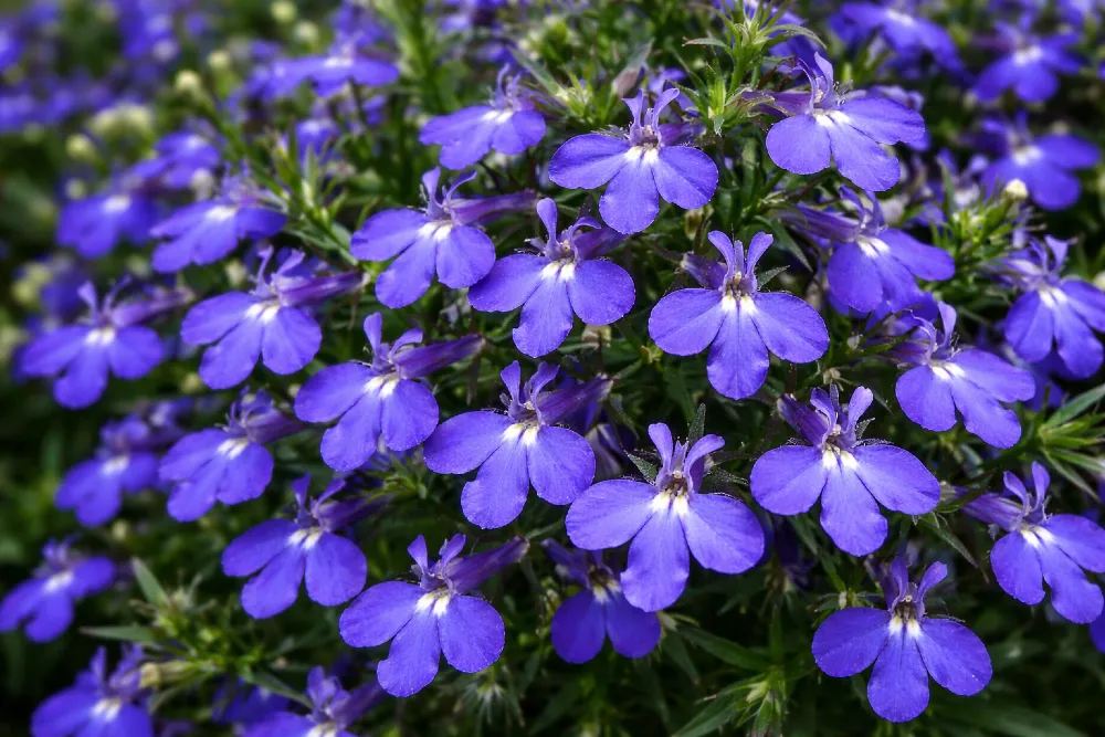 Törpe lobélia (Lobelia erinus) gondozása, szaporítása