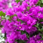 Bougainvillea metszése: így virágzik kétszer annyit