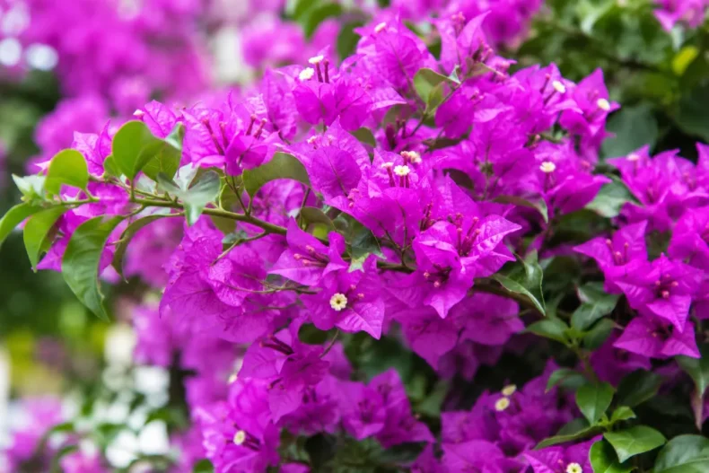 Bougainvillea metszése: így virágzik kétszer annyit 1 Bougainvillea metszése: így virágzik kétszer annyit
