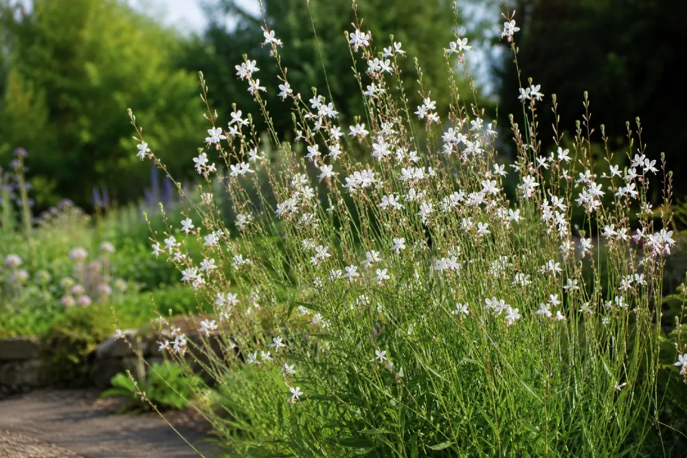 Évelő díszgyertya (Gaura lindheimeri) gondozása