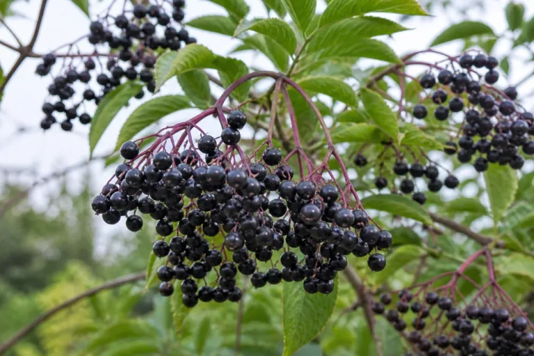 Fekete bodza (Sambucus nigra)