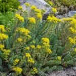 Kövi Varjúháj gondozása és szaporítása (Sedum rupestre)