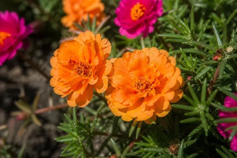 Nagyvirágú porcsinrózsa (Portulaca grandiflora)