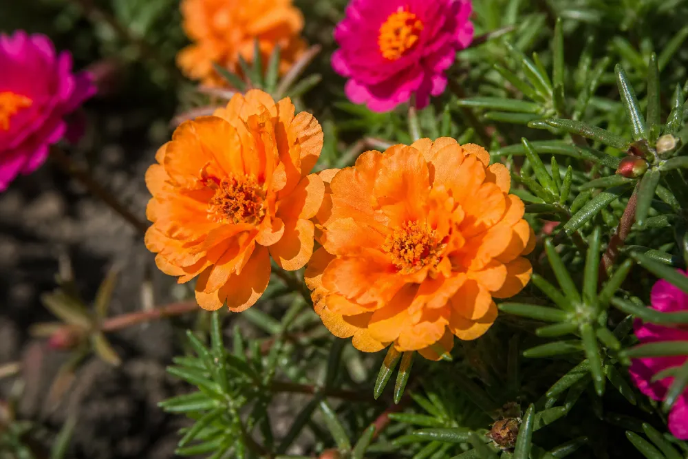 Nagyvirágú porcsinrózsa (Portulaca grandiflora)