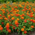 Sétányrózsa gondozása és szaporítása (Lantana camara) Sétányrózsa gondozása és szaporítása (Lantana camara)