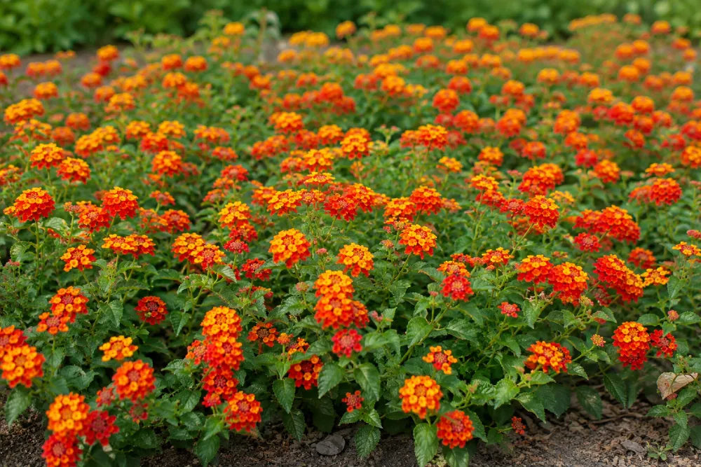 Sétányrózsa gondozása és szaporítása (Lantana camara)