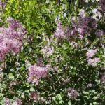 Törpe Orgona (Syringa meyeri) gondozása, szaporítása