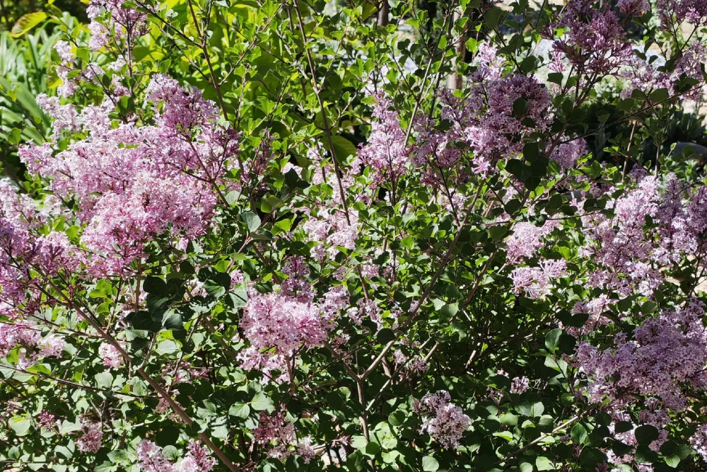 Törpe Orgona (Syringa meyeri) gondozása, szaporítása