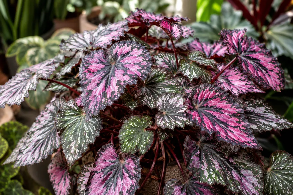 Királybegónia (Begonia rex)