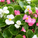 3 legjobb begónia fajtája: melyiket válaszd. Mindignyíló begónia (Begonia semperflorens)