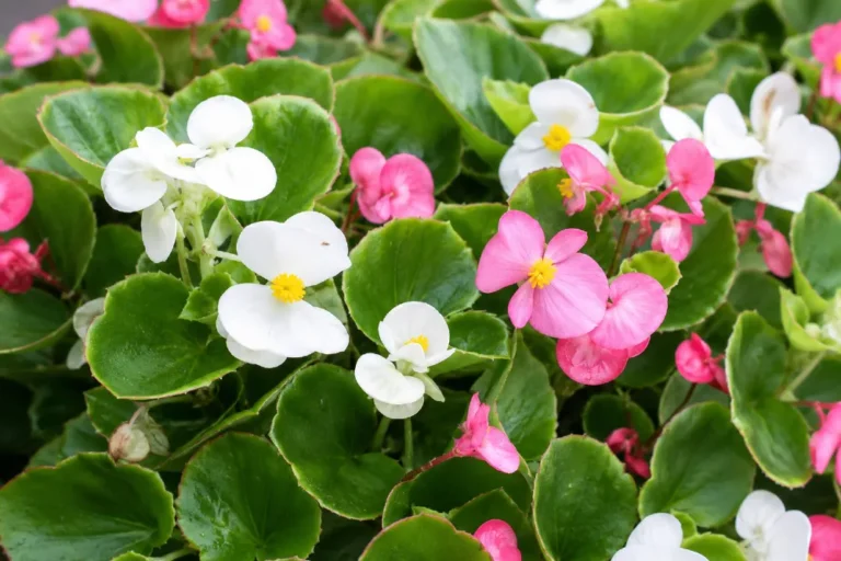3 legjobb begónia fajtája: melyiket válaszd. Mindignyíló begónia (Begonia semperflorens)