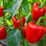 Paprika trágyázása: mikor, mivel és hogyan trágyázd a paprikát? Paprika trágyázása: mikor, mivel és hogyan trágyázd a paprikát?
