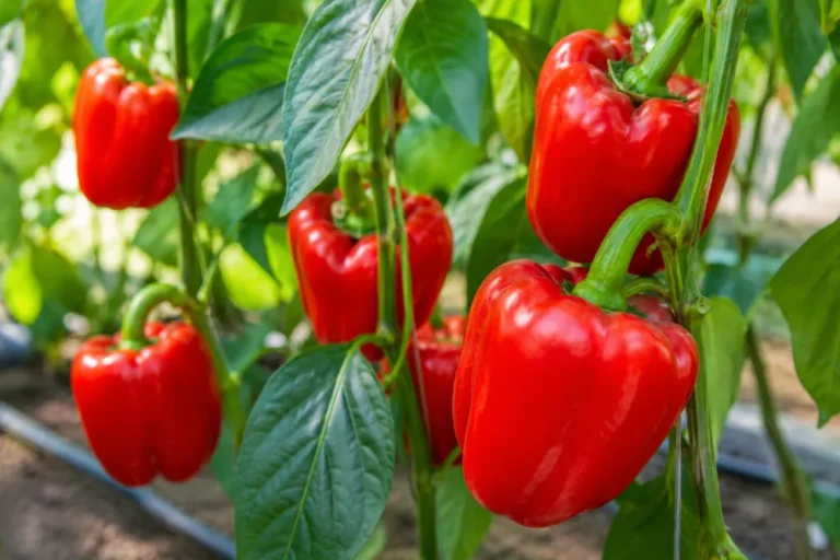 Paprika trágyázása: mikor, mivel és hogyan trágyázd a paprikát?