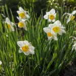 Nárcisz ültetése, gondozása, szaporítása - (Narcissus) Nárcisz ültetése, gondozása, szaporítása - (Narcissus)