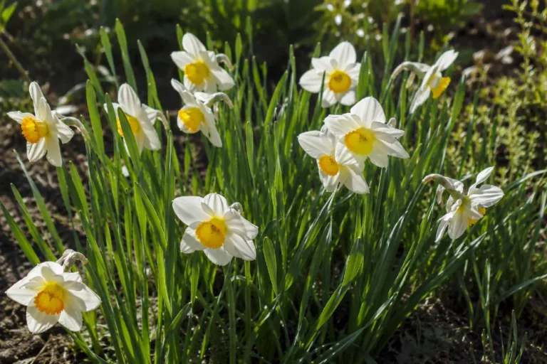 Nárcisz ültetése, gondozása, szaporítása - (Narcissus)