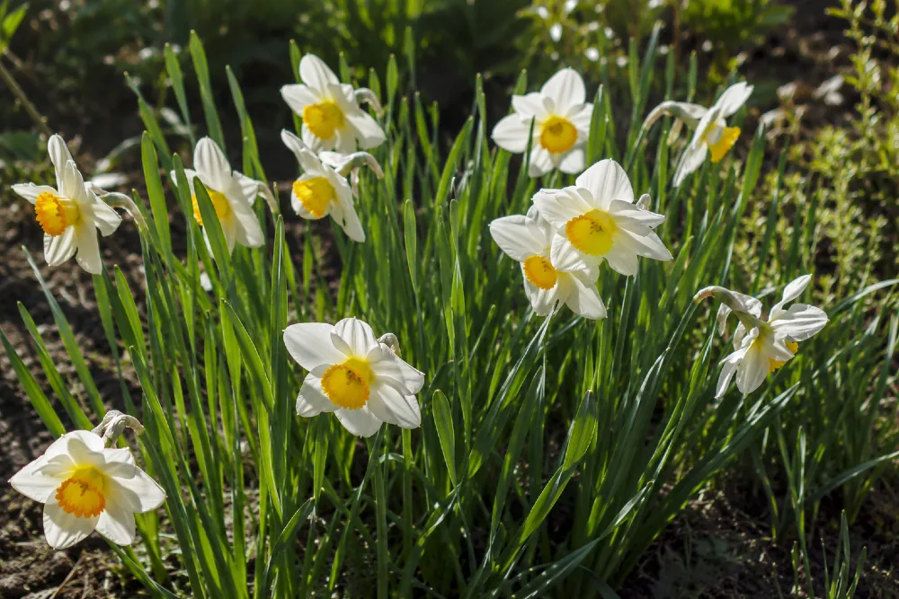 Nárcisz ültetése, gondozása, szaporítása – (Narcissus)