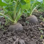 Fekete retek termesztése: vetéstől a betakarításig