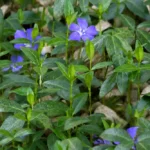 Kis meténg (Vinca minor): ültetés, gondozás, szaporítás és fajták Kis meténg (Vinca minor)