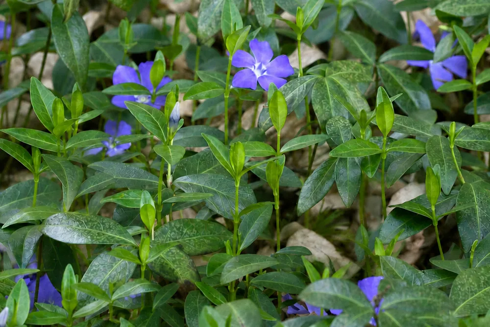 Kis meténg (Vinca minor): ültetés, gondozás, szaporítás és fajták 1 Kis meténg (Vinca minor)