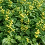 Sárga árvacsalán (Lamium galeobdolon): a legjobb talajtakaró árnyékos kertekbe