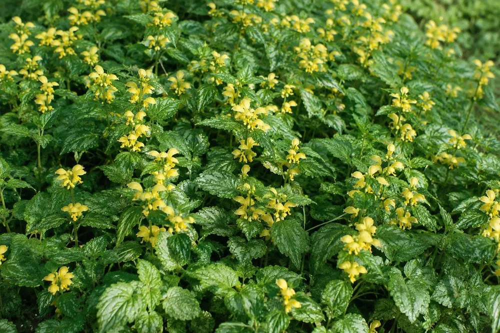 Sárga árvacsalán (Lamium galeobdolon): a legjobb talajtakaró árnyékos kertekbe