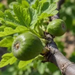 A fügefa metszése: mikor, hogyan és mennyit vágjunk vissza?