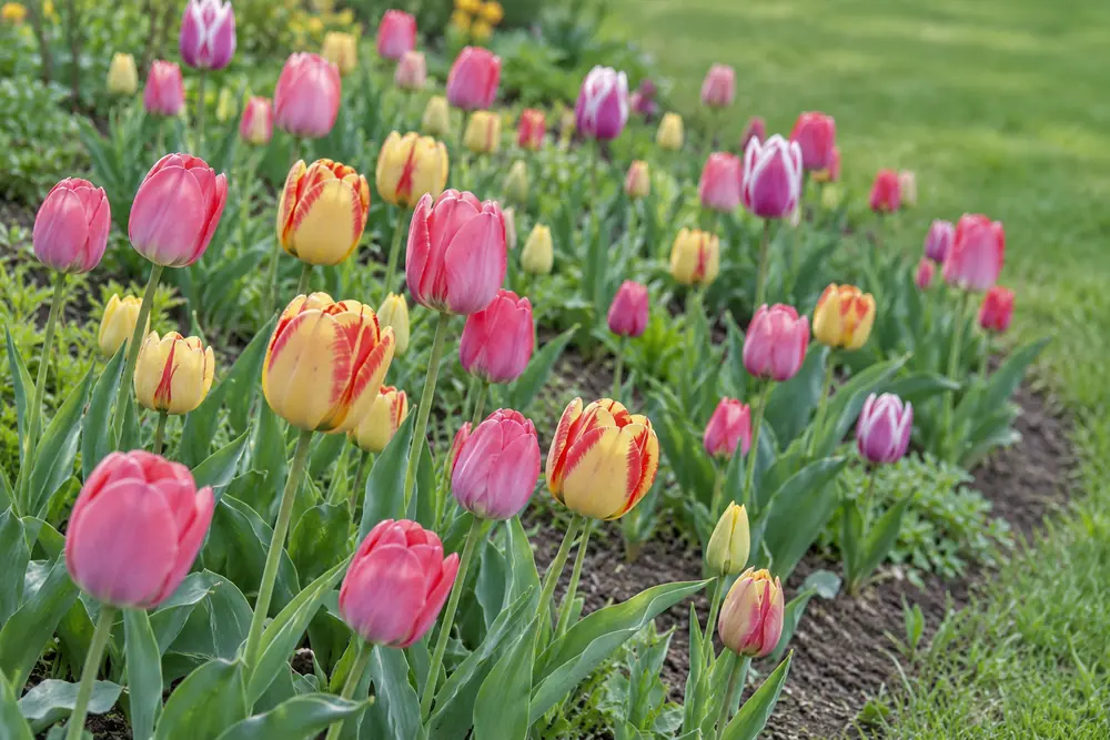 Tulipán gondozása: ültetés, virágzás és teendők az év során 1 Tulipán gondozása: ültetés, virágzás és teendők az év során
